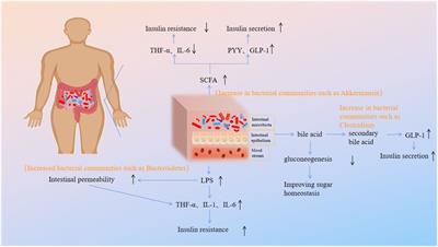 Research progress on the mechanism of TCM regulating intestinal microbiota in the treatment of DM mellitus